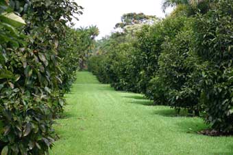 NHC - Mangosteen Crop